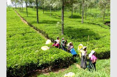 Workers in the tea plantations - from Kandy to Ella - Sri Lanka - 14.02